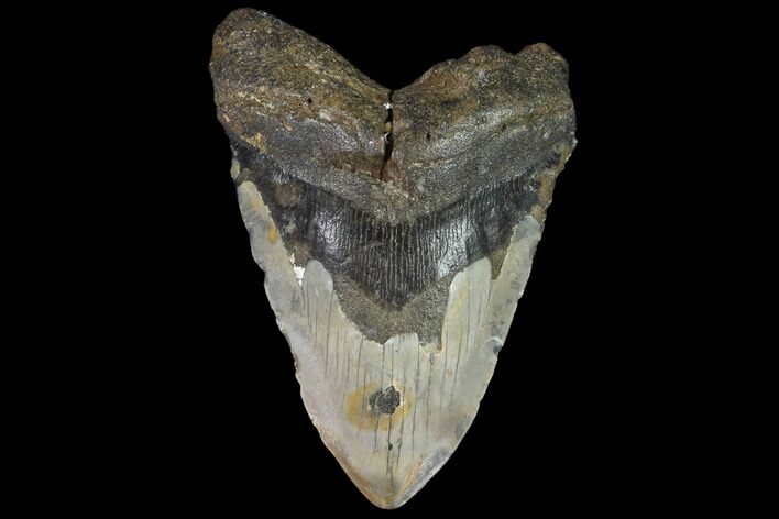 Bargain, Fossil Megalodon Tooth - North Carolina #91613